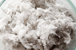 Airborne & Settled Bacteria Testing