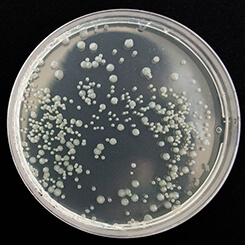 General Bacteria (Water Quality)