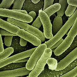 E. coli (Water Quality)