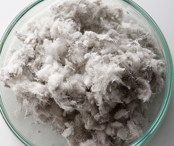 Settled Bacteria & Airborne Bacteria Testing