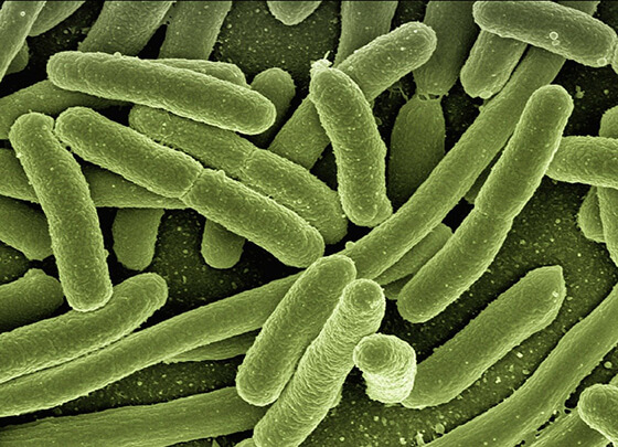 E. coli Testing