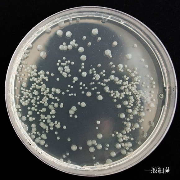 一般細菌（水質）、大腸菌（水質） 一般細菌＋大腸菌（水質）